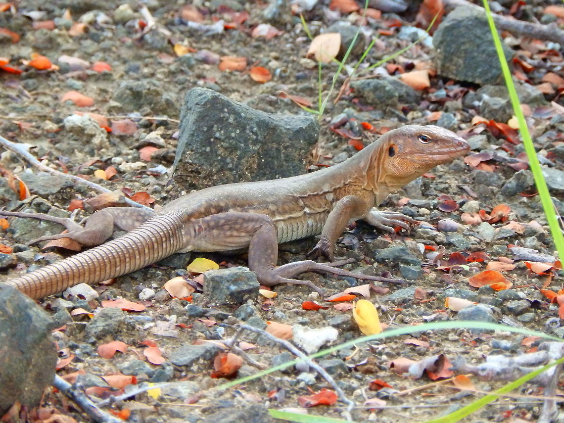 Bonaire whiptail lizard ♀️  Cnemidophorus murinus ruthveni Females are uniformly gray-brown without greenish or bluish cast on head, and with 5&ndash;17 spots on flanks; juveniles have color pattern similar to that of adults but often with traces of dorsal striping.<br />
Habitat:<br />
Curacao and Bonaire. Caribbean Netherlands,Cnemidophorus murinus,Geotagged,Summer