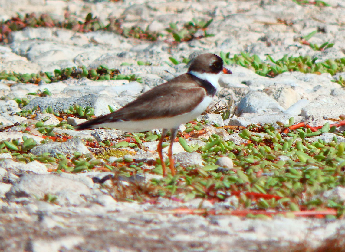 Semipalmated plover - Charadrius semipalmatus 14&ndash;20 cm in length. Adults have a grey-brown back and wings, a white belly, and a white breast with one black neckband. They have a brown cap, a white forehead, a black mask around the eyes and a short orange and black bill.<br />
Habitat:<br />
Seen in an area of mangroves next to the sea in the South of Bonaire. Caribbean Netherlands,Charadrius semipalmatus,Geotagged,Semipalmated plover,Summer