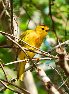 Yellow Warbler Dos Pos, Bonaire. Caribbean Netherlands,Geotagged,Setophaga petechia,Summer,Yellow Warbler