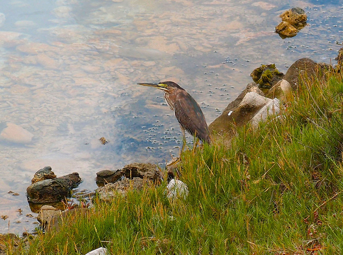 Green Heron SW Bonaire, near Salty Pier. Butorides virescens,Caribbean Netherlands,Geotagged,Green heron,Summer