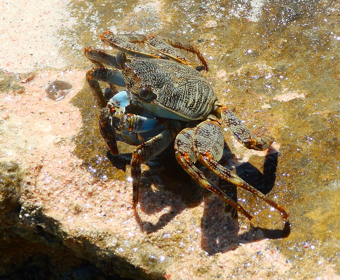 Sally Lightfoot Crab I presume is a juvenile. Young G. grapsus are black or dark brown in colour and are camouflaged well on the black lava coasts of volcanic islands. Adults are quite variable in colour; some are muted brownish-red, some mottled or spotted brown, pink, or yellow. Caribbean Netherlands,Geotagged,Grapsus grapsus,Sally Lightfoot,Summer