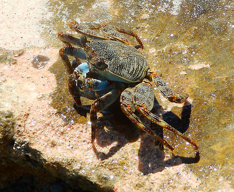 Sally Lightfoot Crab I presume is a juvenile. Young G. grapsus are black or dark brown in colour and are camouflaged well on the black lava coasts of volcanic islands. Adults are quite variable in colour; some are muted brownish-red, some mottled or spotted brown, pink, or yellow. Caribbean Netherlands,Geotagged,Grapsus grapsus,Sally Lightfoot,Summer
