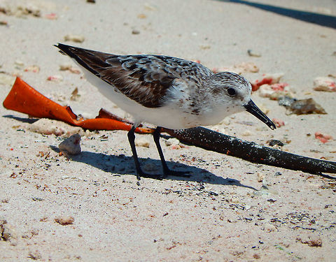 Sanderling Lac Bay, Bonaire. Calidris alba,Caribbean Netherlands,Geotagged,Sanderling,Summer