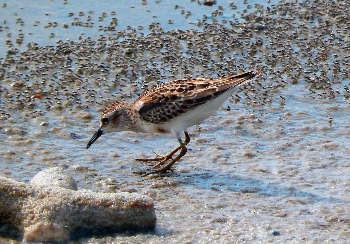 Least Sandpiper Eating brine flies. Goto Meer, Bonaire. Calidris minutilla,Caribbean Netherlands,Geotagged,Least sandpiper,Summer