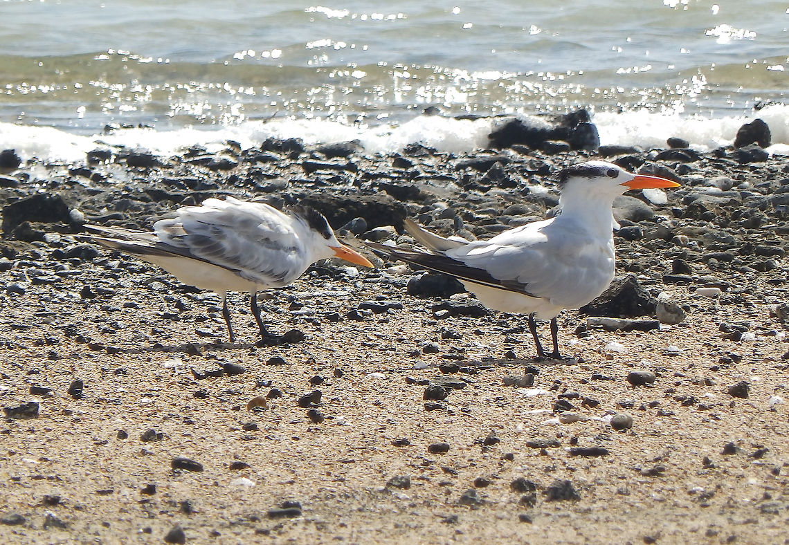 Royal Tern SW Tip of Bonaire. Area of salines. Caribbean Netherlands,Geotagged,Royal tern,Summer,Thalasseus maximus