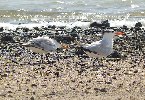 Royal Tern SW Tip of Bonaire. Area of salines. Caribbean Netherlands,Geotagged,Royal tern,Summer,Thalasseus maximus