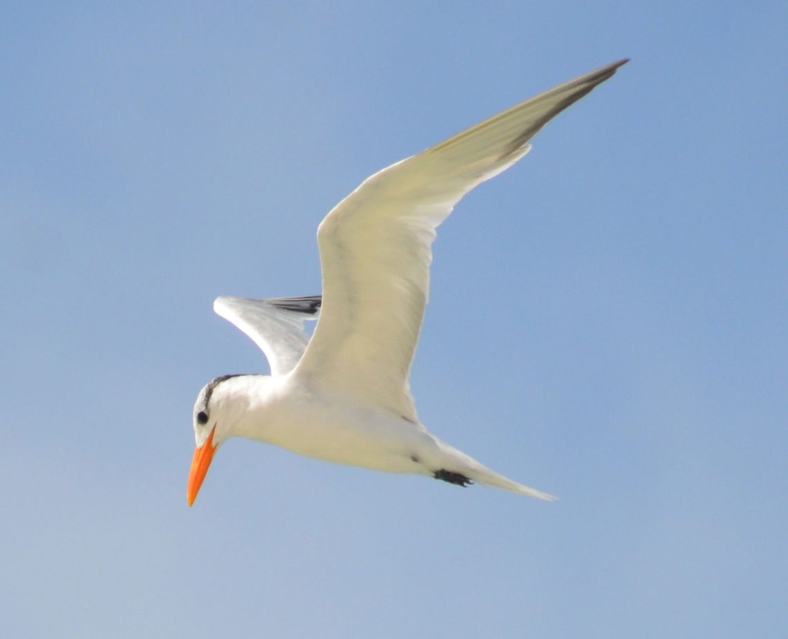 Royal Tern In flight. SW salines, Bonaire. Photo by hubby. Caribbean Netherlands,Geotagged,Royal tern,Summer,Thalasseus maximus
