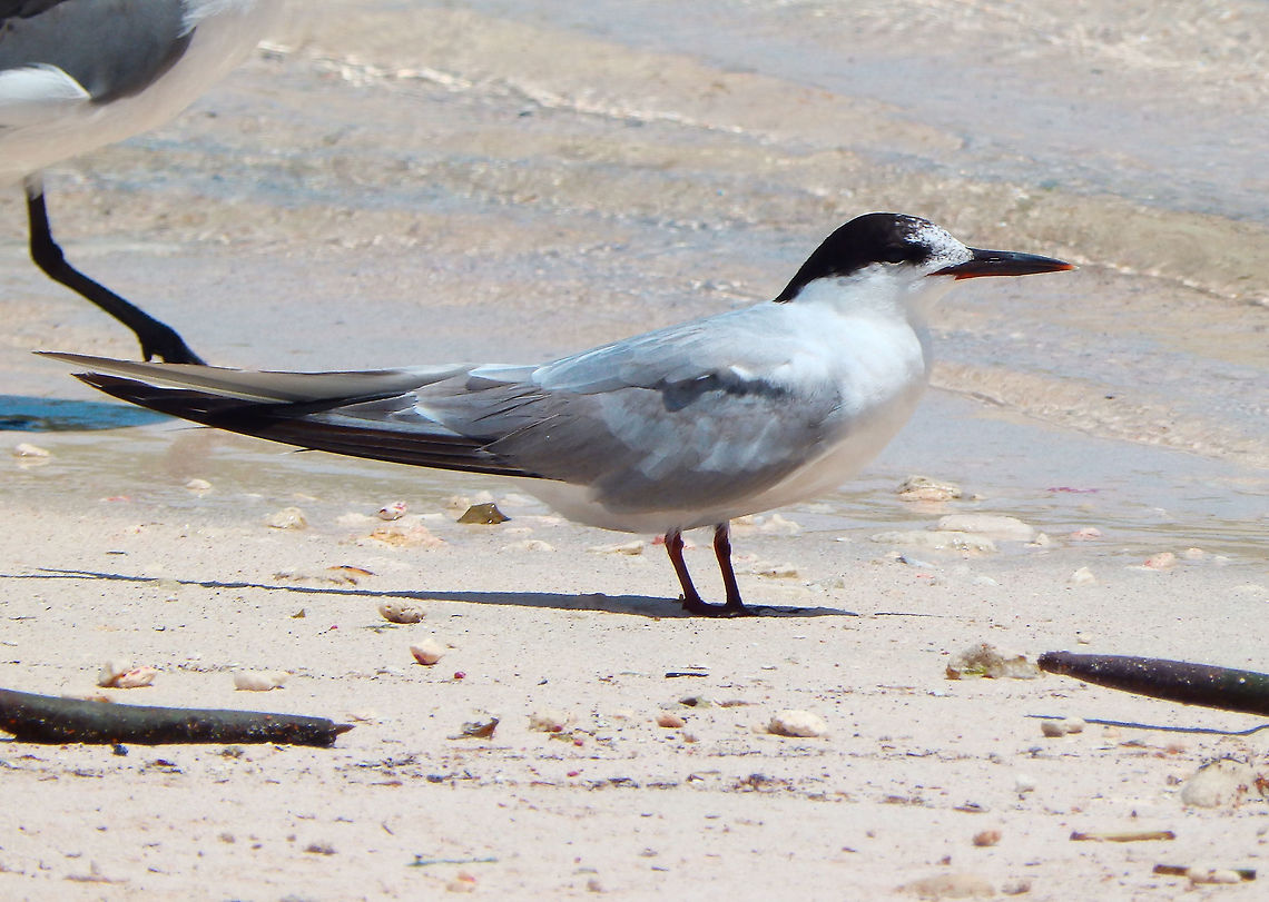 The Cabot's Tern Seen in Lac Bay area, Bonaire. Cabot's tern,Caribbean Netherlands,Geotagged,Summer,Thalasseus acuflavidus
