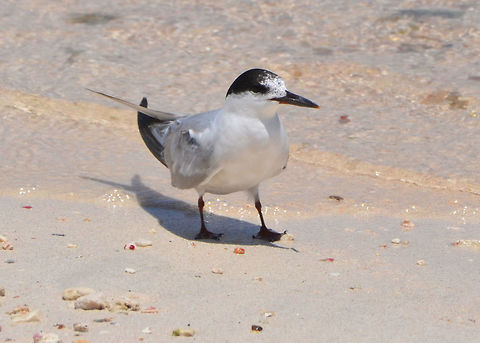 The Cabot's Tern Another close up, same individual and place. Cabot's tern,Caribbean Netherlands,Geotagged,Summer,Thalasseus acuflavidus