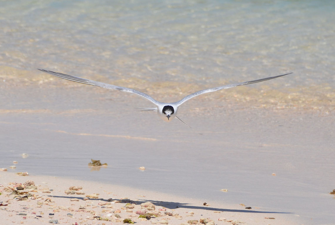 The Cabot's Tern In flight. By hubby. Cabot's tern,Caribbean Netherlands,Geotagged,Summer,Thalasseus acuflavidus