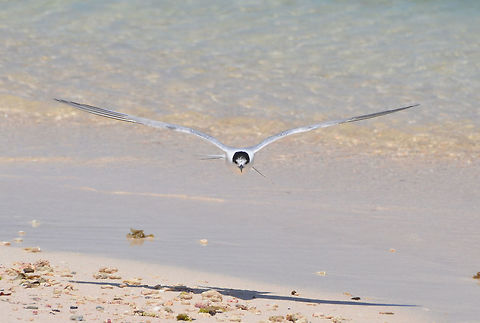 The Cabot's Tern In flight. By hubby. Cabot's tern,Caribbean Netherlands,Geotagged,Summer,Thalasseus acuflavidus