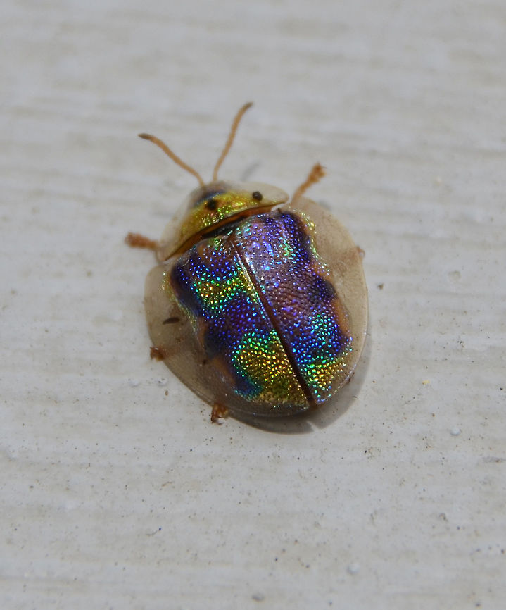 Geiger Tree Tortoise Beetle Bonaire. This one was spotted by my husband. <br />
Apparently they can change colors being mostly green while mating.<br />
<br />
<br />
<a href="https://books.google.be/books?id=sQ3vCAAAQBAJ&pg=PA333&lpg=PA333&dq=physonota+calochroma&source=bl&ots=c9wWzG0l4Z&sig=T_I_TrHY6SkcOkvy0PcINt8AlmU&hl=en&sa=X&ved=0ahUKEwirh_q9oNLZAhUEzaQKHZl7Bgs4FBDoAQhMMAc#v=onepage&q=physonota" rel="nofollow">https://books.google.be/books?id=sQ3vCAAAQBAJ&pg=PA333&lpg=PA333&dq=physonota+calochroma&source=bl&ots=c9wWzG0l4Z&sig=T_I_TrHY6SkcOkvy0PcINt8AlmU&hl=en&sa=X&ved=0ahUKEwirh_q9oNLZAhUEzaQKHZl7Bgs4FBDoAQhMMAc#v=onepage&q=physonota</a> calochroma&f=false Caribbean Netherlands,Geiger Tree Tortoise Beetle,Geotagged,Physonota calochroma,Summer