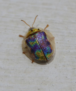 Geiger Tree Tortoise Beetle Bonaire. This one was spotted by my husband. 
Apparently they can change colors being mostly green while mating.


https://books.google.be/books?id=sQ3vCAAAQBAJ&pg=PA333&lpg=PA333&dq=physonota+calochroma&source=bl&ots=c9wWzG0l4Z&sig=T_I_TrHY6SkcOkvy0PcINt8AlmU&hl=en&sa=X&ved=0ahUKEwirh_q9oNLZAhUEzaQKHZl7Bgs4FBDoAQhMMAc#v=onepage&q=physonota calochroma&f=false Caribbean Netherlands,Geiger Tree Tortoise Beetle,Geotagged,Physonota calochroma,Summer