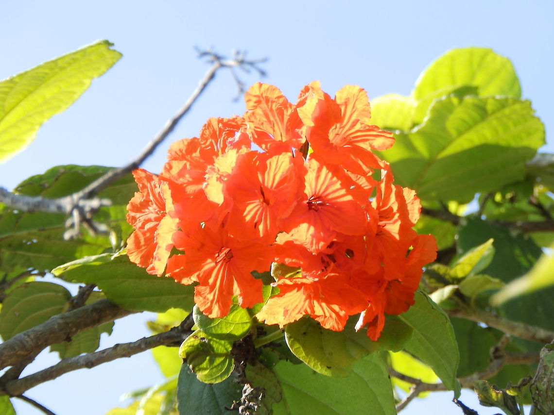 Scarlet Accordia/Geiger Tree And this why Bonaire has iridescent geiger tortoise beetles (<a href="https://www.jungledragon.com/image/57886/geiger_tree_tortoise_beetle.html)" rel="nofollow">https://www.jungledragon.com/image/57886/geiger_tree_tortoise_beetle.html)</a>. It is because their food tree, the geiger tree or scarlet accordia is also very common in Bonaire.<br />
<a href="http://www.dutchcaribbeanspecies.org/linnaeus_ng/app/views/species/nsr_taxon.php?id=178267&amp;cat=CTAB_NAMES" rel="nofollow">http://www.dutchcaribbeanspecies.org/linnaeus_ng/app/views/species/nsr_taxon.php?id=178267&amp;cat=CTAB_NAMES</a> Caribbean Netherlands,Cordia sebestena,Geotagged,Summer,cordia sebestena