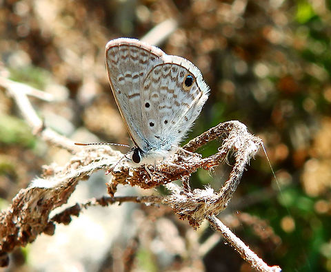Hanno Blue Spotted in Dos Pos, Bonaire. Caribbean Netherlands,Geotagged,Hemiargus hanno,Summer