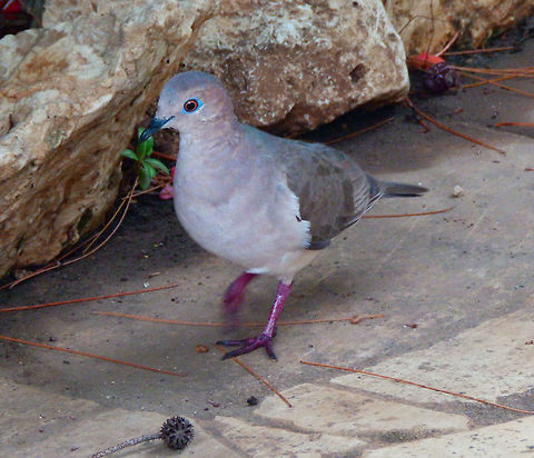 White-tipped dove Around our lodge, in Bonaire. Caribbean Netherlands,Geotagged,Leptotila verreauxi,Summer,White-tipped Dove