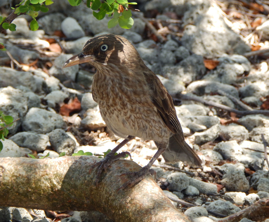 Pearly-eyed thrasher Ubiquitous in Bonaire. This one was spotted in the 1000 Steps. <br />
 Caribbean Netherlands,Geotagged,Margarops fuscatus,Pearly-eyed thrasher,Summer