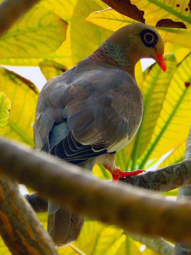 Bare-eyed pigeon Seen in different areas of Bonaire. Bare-eyed pigeon,Caribbean Netherlands,Geotagged,Patagioenas corensis,Summer