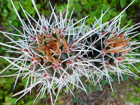 Mexican organ pipe All over Bonaire. Caribbean Netherlands,Geotagged,Mexican organ pipe,Stenocereus griseus,Summer