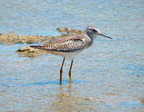 Lesser Yellowlegs Mangrove area in Bonaire. Caribbean Netherlands,Geotagged,Lesser Yellowlegs,Summer,Tringa flavipes