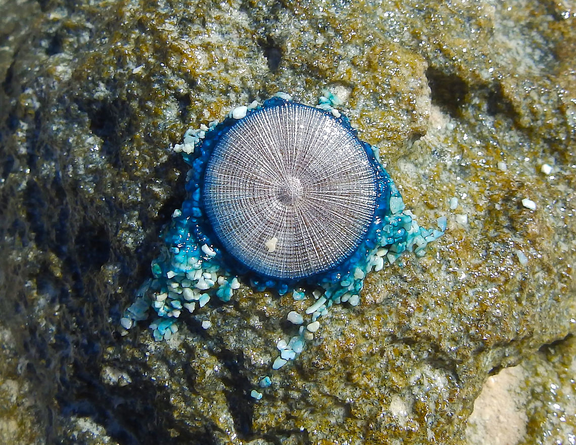 Blue Button I found lots of these dead on the beach of Lac Bay. I assume many more are in the waters on the East side of the island. I did not see them on the West side during my dives. Blue button,Caribbean Netherlands,Geotagged,Porpita porpita,Summer