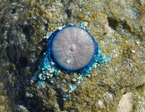 Blue Button I found lots of these dead on the beach of Lac Bay. I assume many more are in the waters on the East side of the island. I did not see them on the West side during my dives. Blue button,Caribbean Netherlands,Geotagged,Porpita porpita,Summer
