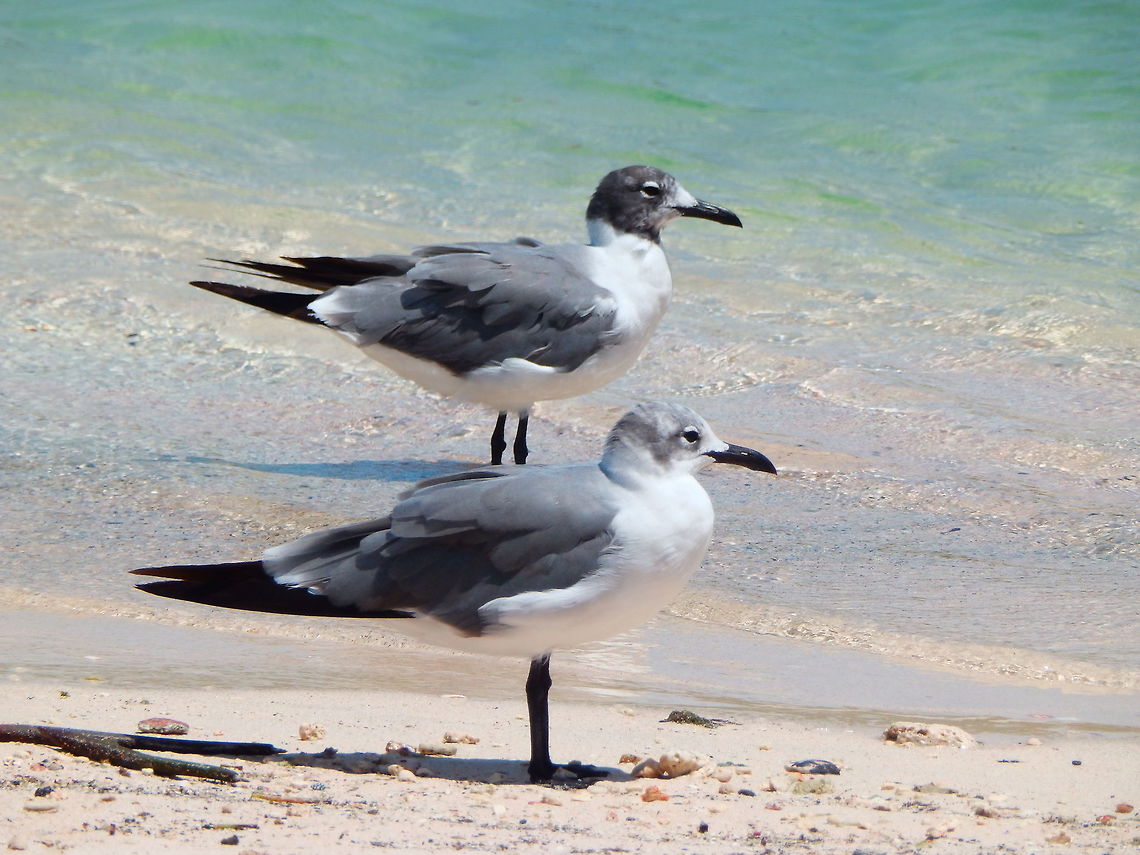 Laughing Gull These gulls were ubiquitous in both coasts of Bonaire. Caribbean Netherlands,Geotagged,Laughing gull,Leucophaeus atricilla,Summer