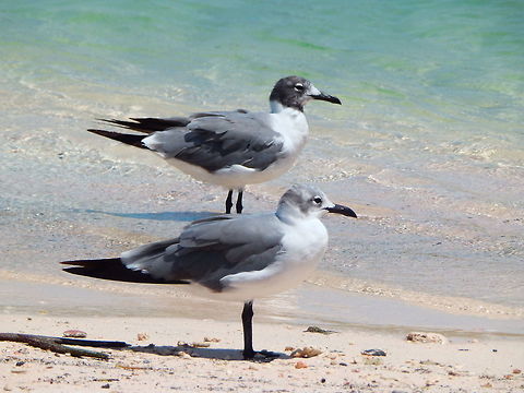 Laughing Gull These gulls were ubiquitous in both coasts of Bonaire. Caribbean Netherlands,Geotagged,Laughing gull,Leucophaeus atricilla,Summer