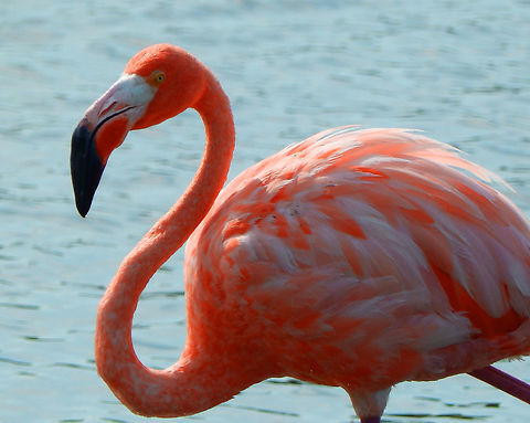 American Flamingo This one was in the Gotomeer lake in Bonaire. You could see flamingos in other areas as well such in the south salty lakes. American Flamingo,Caribbean Netherlands,Geotagged,Phoenicopterus ruber,Summer