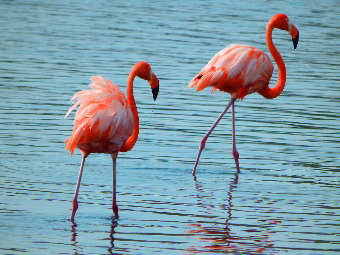 American Flamingo Additional sighting in Gotomeer. American Flamingo,Caribbean Netherlands,Geotagged,Phoenicopterus ruber,Summer