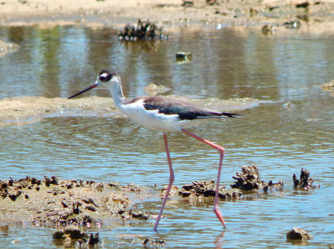 Black-necked Stilt Area of Lac Bay mangrooves but also seen this species in Gotomeer. Black-necked Stilt,Caribbean Netherlands,Geotagged,Himantopus mexicanus,Summer