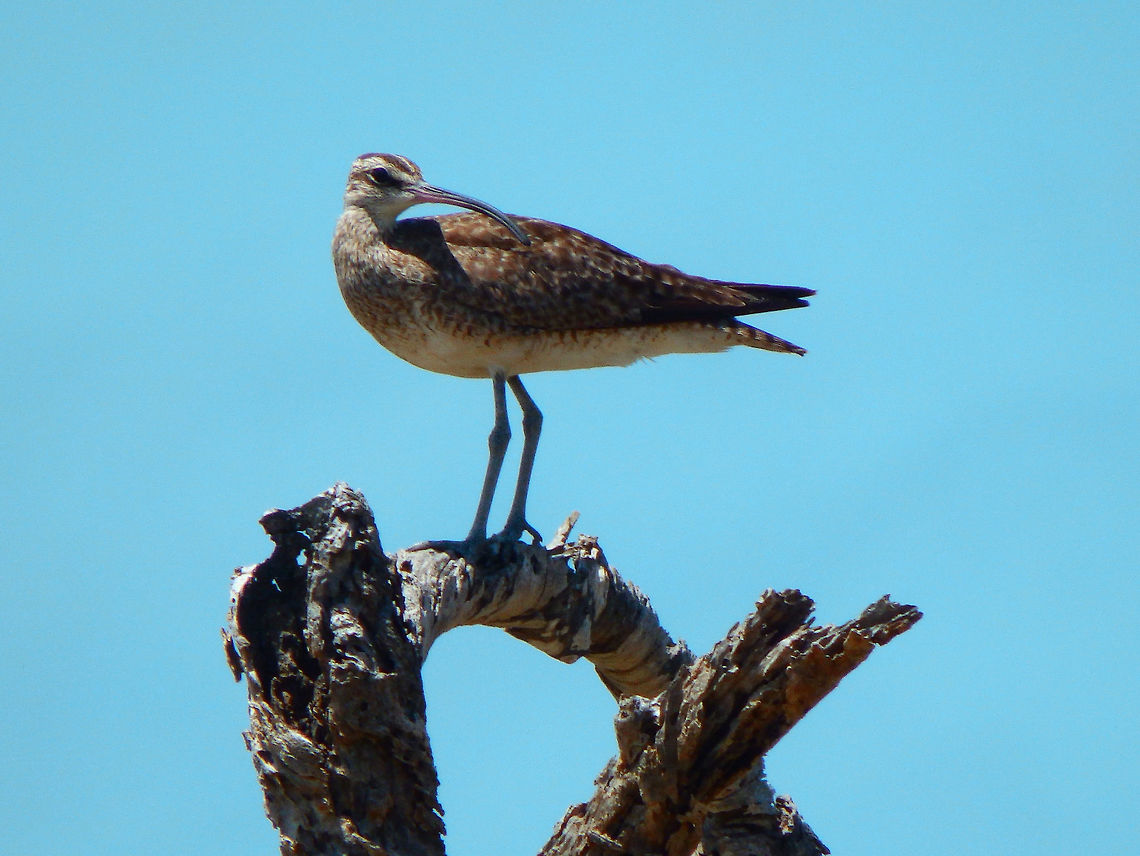 Whimbrel Mangrove area, Lac Bay. Caribbean Netherlands,Geotagged,Numenius phaeopus,Summer,Whimbrel
