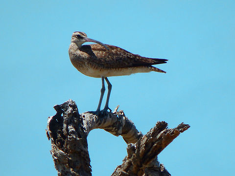 Whimbrel Mangrove area, Lac Bay. Caribbean Netherlands,Geotagged,Numenius phaeopus,Summer,Whimbrel