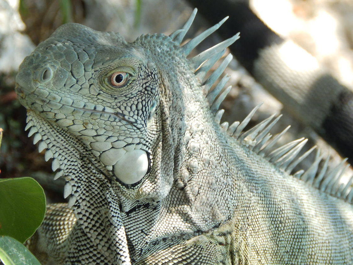 Green Iguana A caribbean island without green iguanas I don&#039;t think exists :-) Caribbean Netherlands,Geotagged,Green iguana,Iguana iguana,Summer