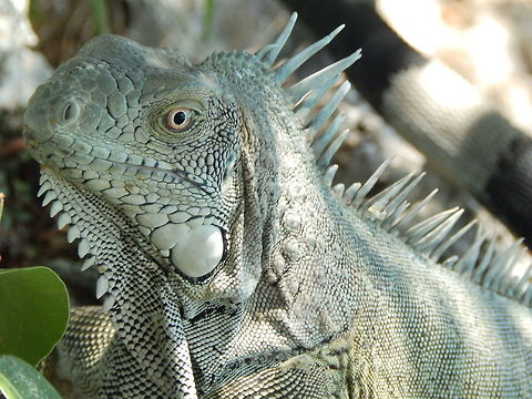 Green Iguana A caribbean island without green iguanas I don't think exists :-) Caribbean Netherlands,Geotagged,Green iguana,Iguana iguana,Summer