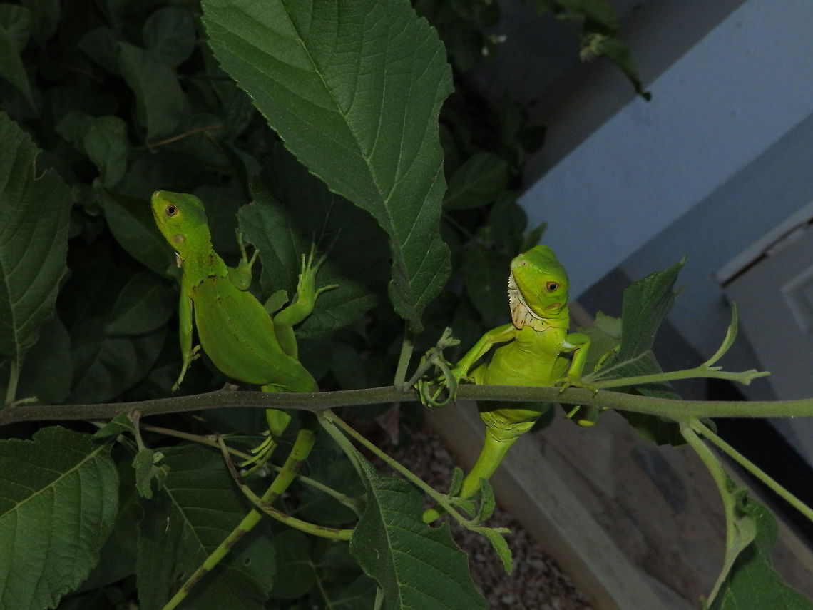 Baby Green Iguanas Just posted next to our cabin. Caribbean Netherlands,Geotagged,Green iguana,Iguana iguana,Summer