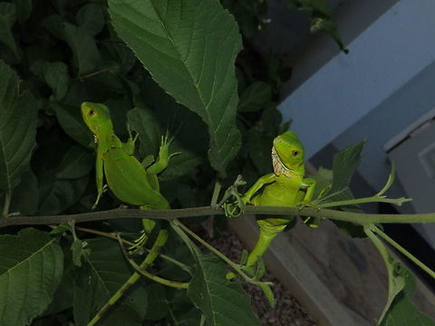 Baby Green Iguanas Just posted next to our cabin. Caribbean Netherlands,Geotagged,Green iguana,Iguana iguana,Summer