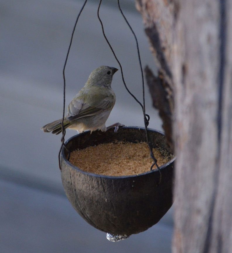 Black-faced grassquit We saw plenty of these in the gardens of our resort. Black-faced grassquit,Caribbean Netherlands,Geotagged,Summer,Tiaris bicolor