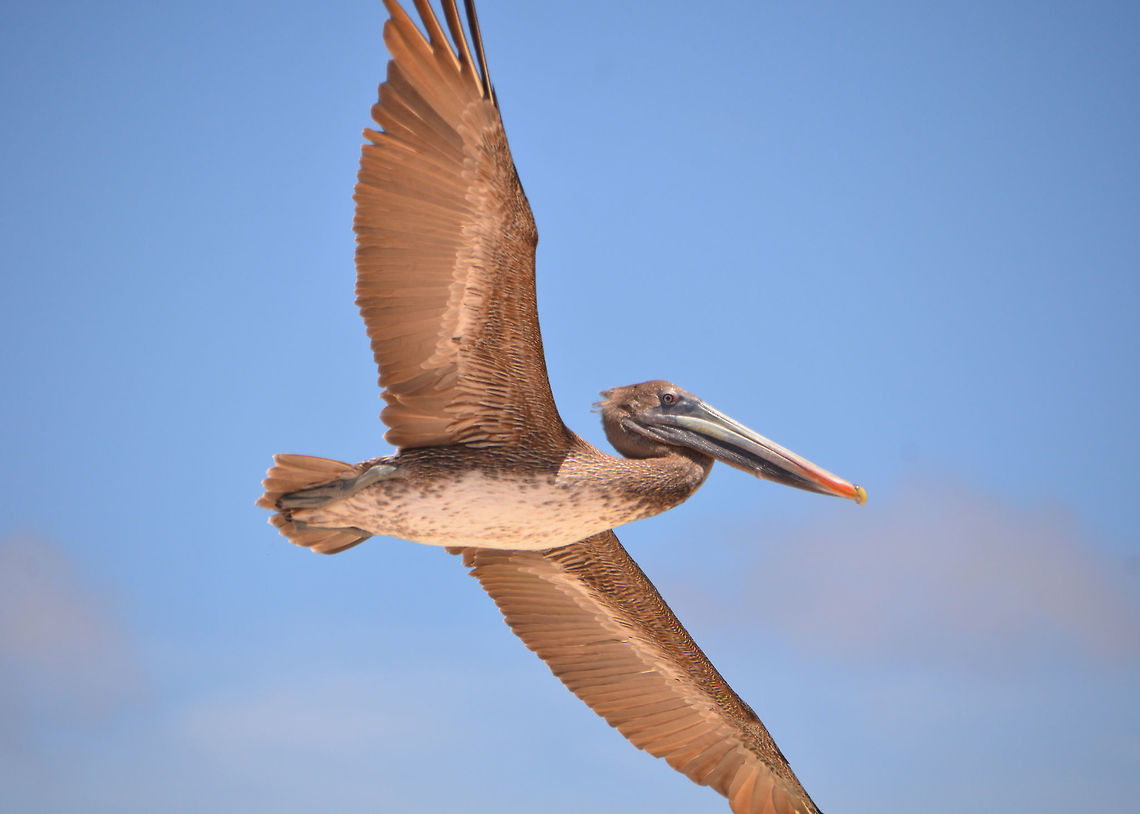 Brown Pelican By my husband's, captured in flight. Area of Lac Bay. Brown pelican,Caribbean Netherlands,Geotagged,Pelecanus occidentalis,Summer