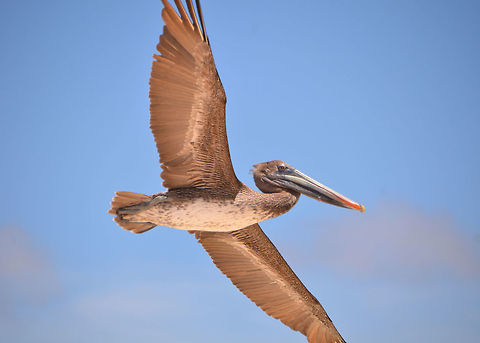 Brown Pelican By my husband's, captured in flight. Area of Lac Bay. Brown pelican,Caribbean Netherlands,Geotagged,Pelecanus occidentalis,Summer