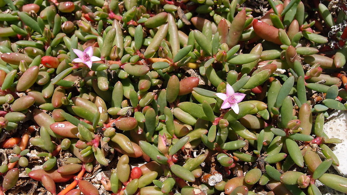 Shoreline purslane South beaches of Bonaire. Caribbean Netherlands,Geotagged,Sesuvium portulacastrum,Summer