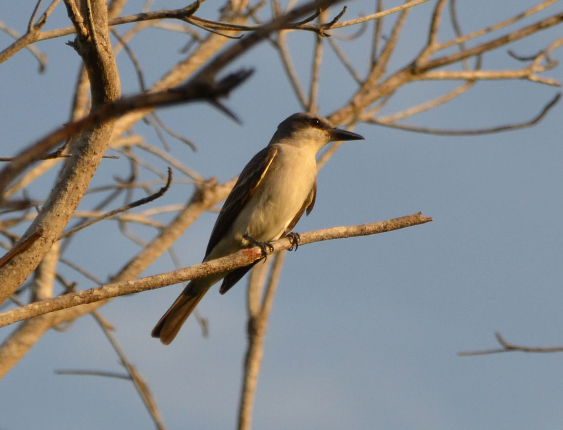 Grey Kingbird Seen in the area of Dos Pos but also in the area close to our resort. Caribbean Netherlands,Geotagged,Grey kingbird,Summer,Tyrannus dominicensis