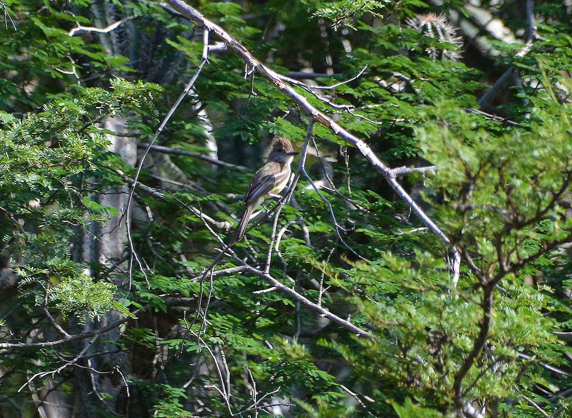 Brown-crested flycatcher Seen in the area of Dos Pos. Brown-crested flycatcher,Caribbean Netherlands,Geotagged,Myiarchus tyrannulus,Southern scrub flycatcher,Sublegatus modestus,Summer