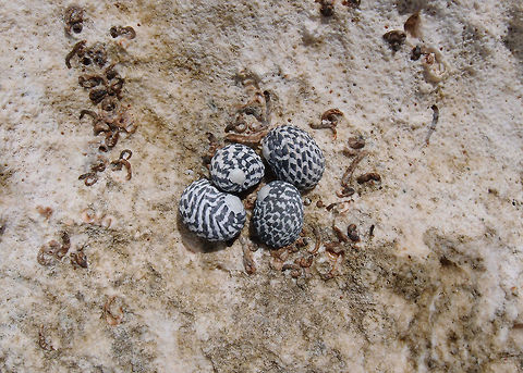 Checkered nerite In the tidal pools of Sothern beaches of Bonaire. Caribbean Netherlands,Geotagged,Nerita tessellata,Summer