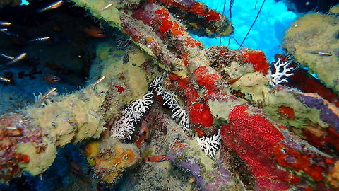 Rose-lace Coral Seen inside the wreck La Machaca. Caribbean Netherlands,Geotagged,Rose lace-coral,Stylaster roseus,Summer