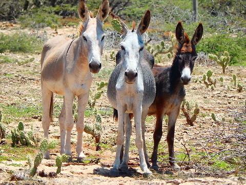 Feral donkeys Impossible to miss in Bonaire. They grow wild all over the island. Caribbean Netherlands,Donkey,Equus africanus asinus,Geotagged,Summer