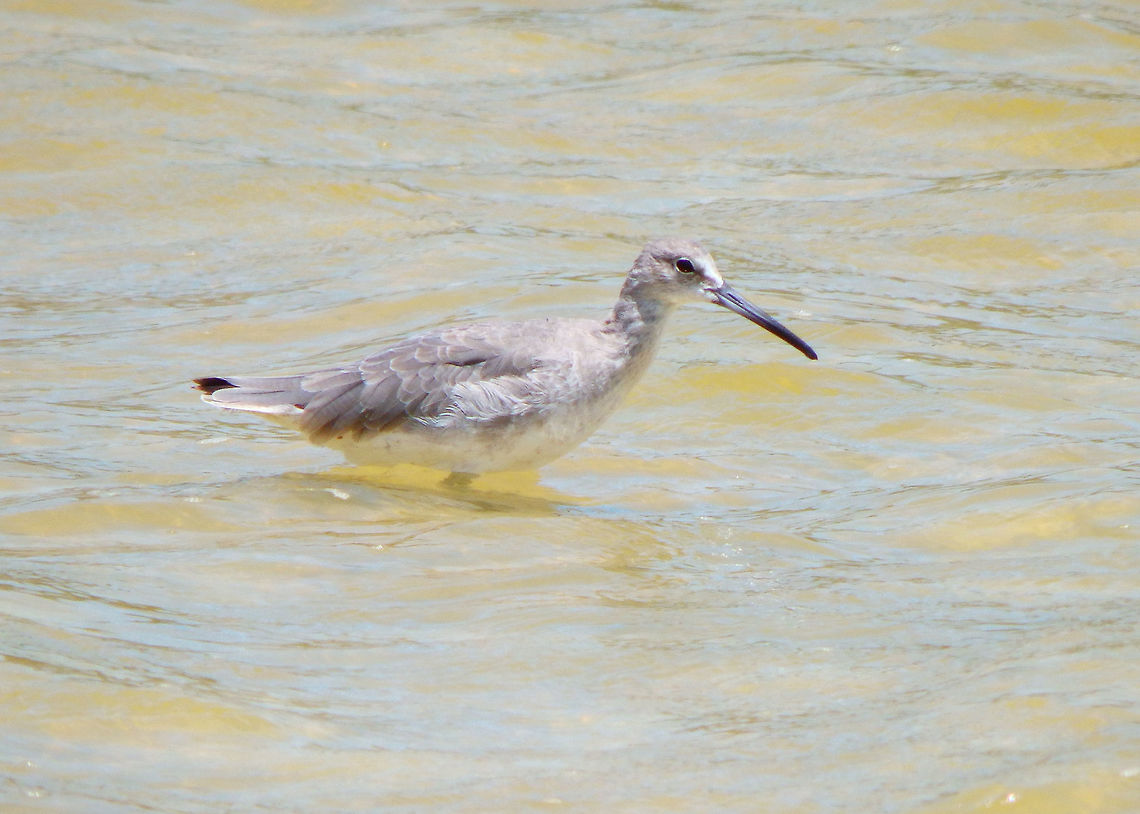 Willet In marshes and mangroves areas near Lac Bay. Caribbean Netherlands,Geotagged,Summer,Tringa semipalmata,Willet