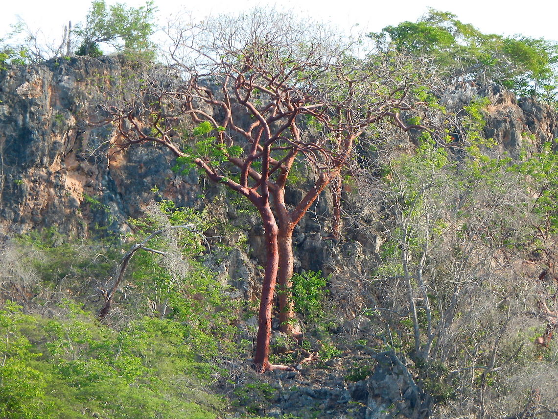 Gumbo-limbo/Tourist Tree The gumbo-limbo is comically referred to as the tourist tree because the tree&#039;s bark is red and peeling, like the skin of sunburnt tourists, who are a common sight in the plant&#039;s range.<br />
Seen in Dos Pos hills. Bursera simaruba,Caribbean Netherlands,Geotagged,Summer