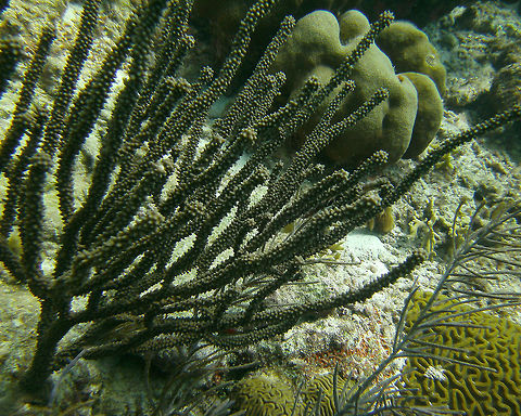 Knobby Candelabra Seen in several dive sites in Bonaire. Caribbean Netherlands,Eunicea asperula,Geotagged,Knobby candelabra,Summer
