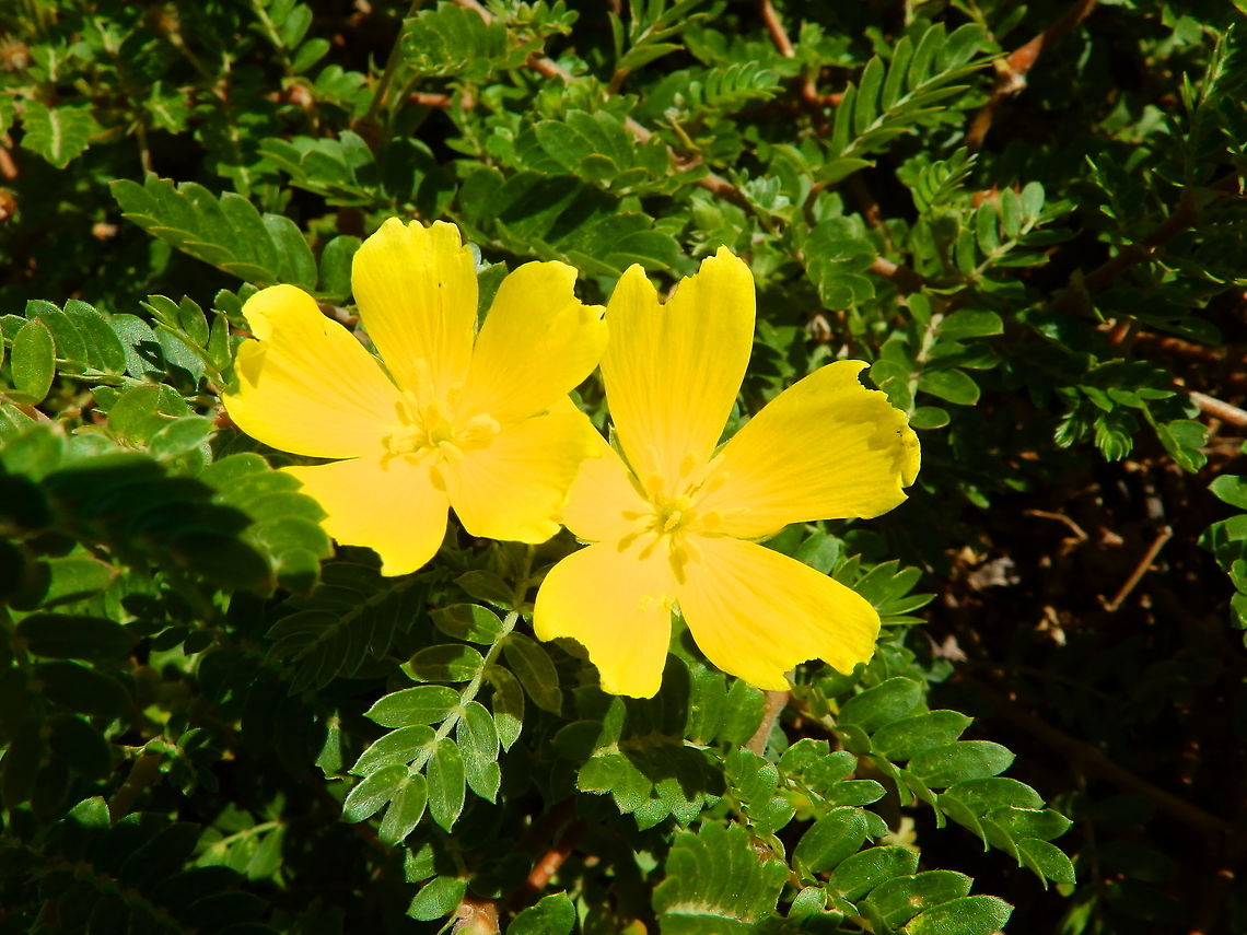 Puncture Vine Also known as Anglo in Bonaire. They make nice flower beds near the shoreline and have very pointy thorns. Caribbean Netherlands,Geotagged,Summer,Tribulus cistoides,cistoides